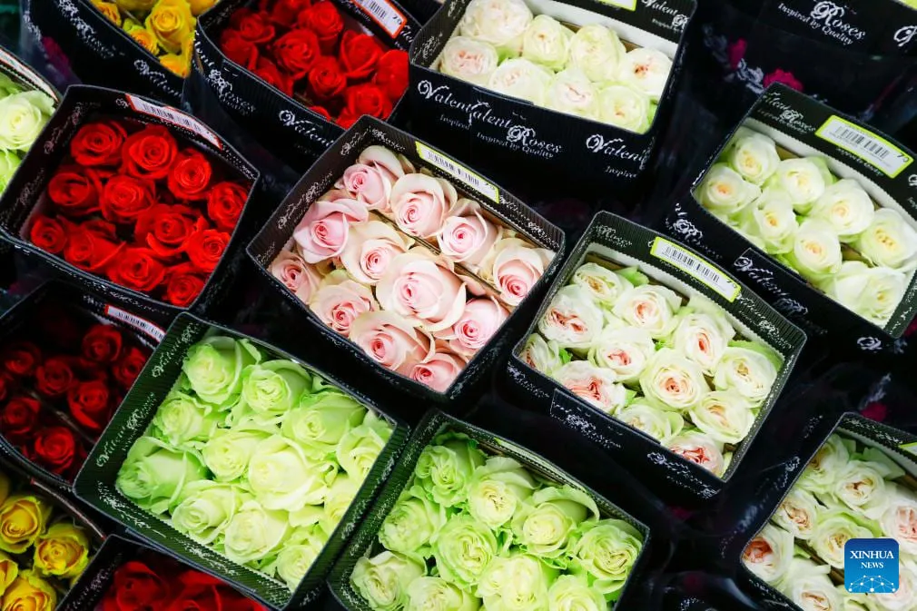 Caja de rosas 120 tallos 60-70 cm